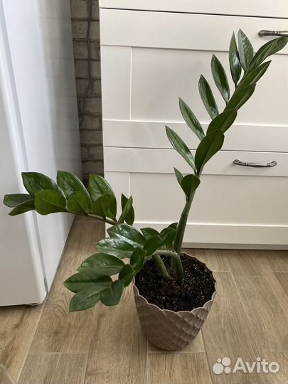 Сансевиерия, замиокулькас