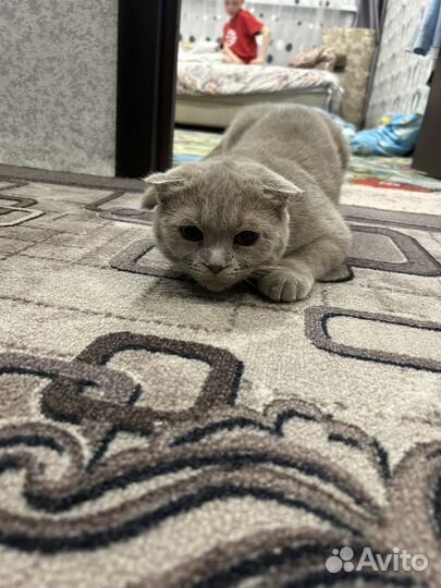 Шотландская кошечка ищет шотландского котика