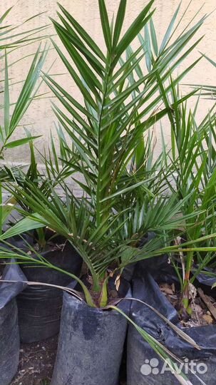 Финиковая пальма