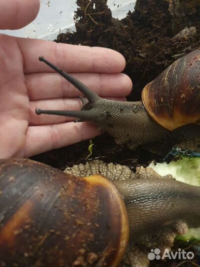 Улитка архахатина маргината маргината