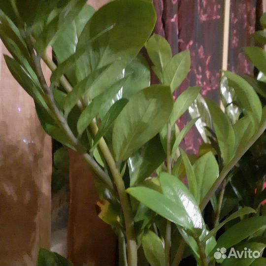 Цветок замиокулькас