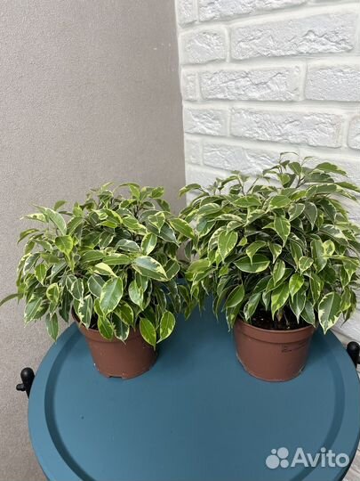 Фикус бенджамина кинки комнатные цветы