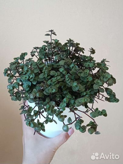 Каллизия 4 сорта