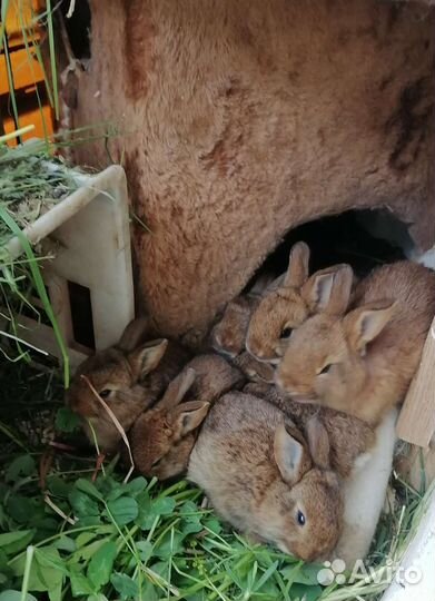 Крольчата