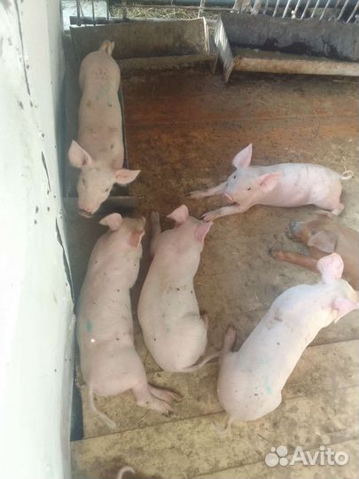 Поросята