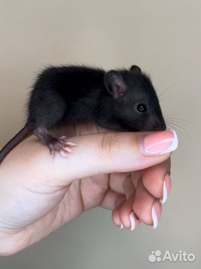 Ласковые и ручные крысята дамбо есть доставка