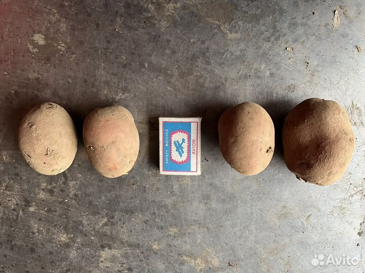 Крупный картофель, семенной картофель