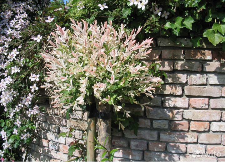 Ива Хакуро Нишики (черенки)