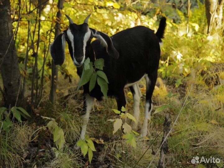 Нубийская козочка