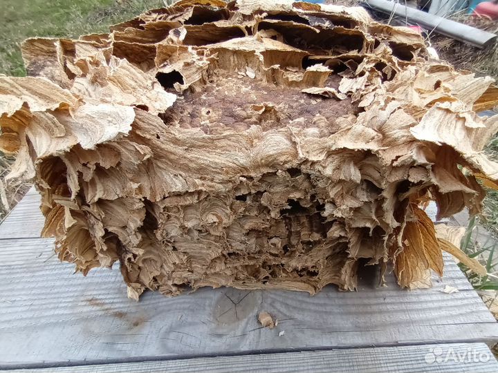 Гнездо шершней