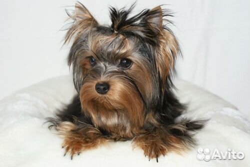 Йоркширский терьер