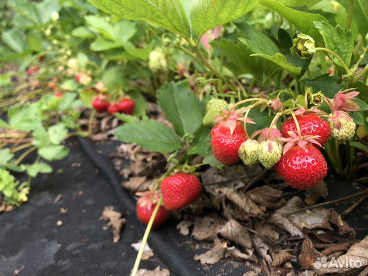 Клубника саженцы Клери 70 р