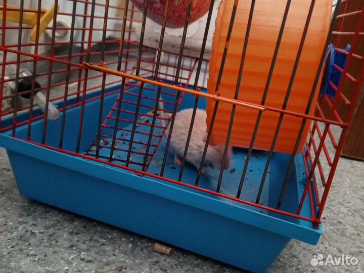 Монгольская песчанка мышь