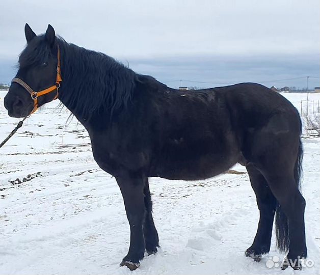 Лошади