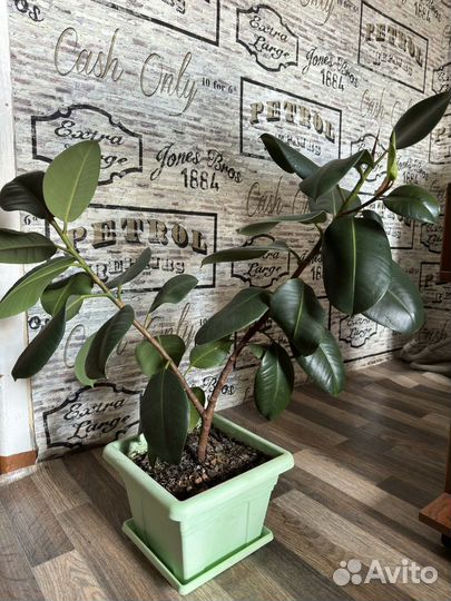 Комнатные цветы