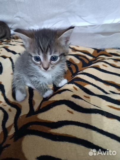 Отдам в добрые руки котят