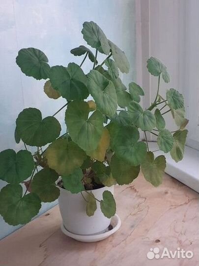 Отдам кусты сортовой пеларгонии (герани)