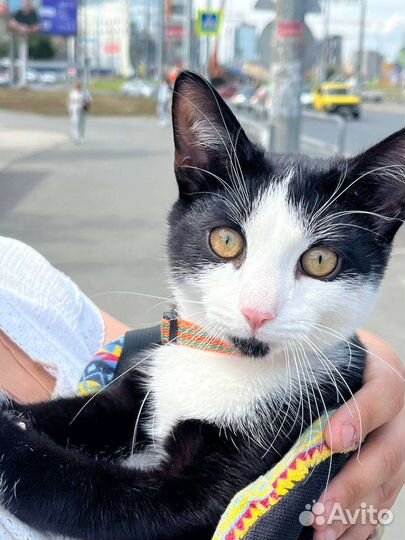 Кошки котята кот ищет дом