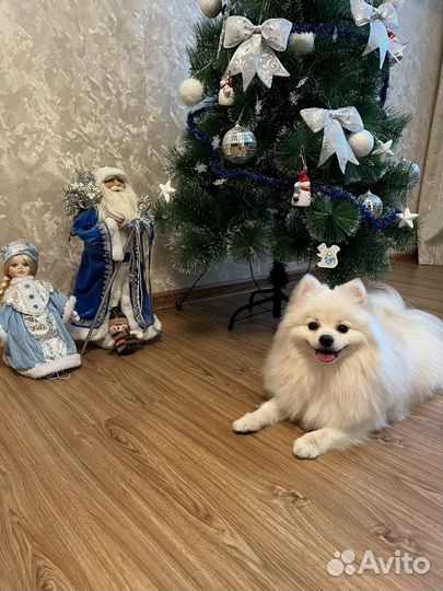 Шпиц вязка мальчик