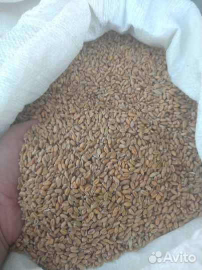 Корм горох, зерно ячмень, кукуруза, овёс