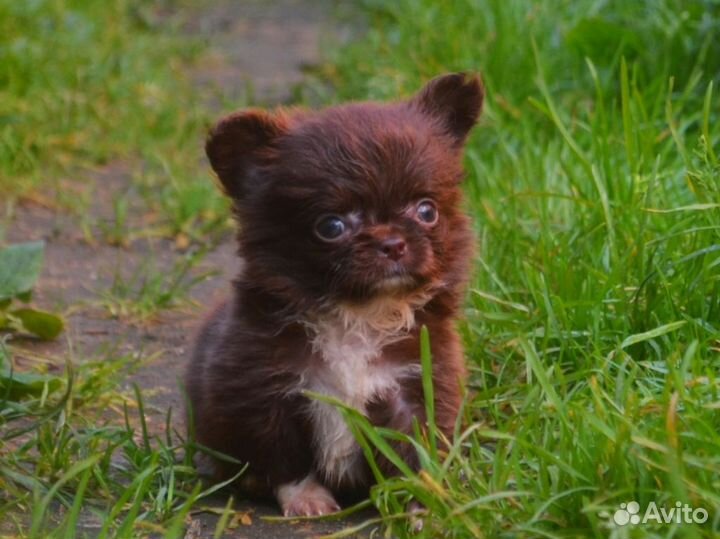 Шоколадный мини мишка