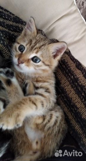 Мальчик 1,5 месяцев
