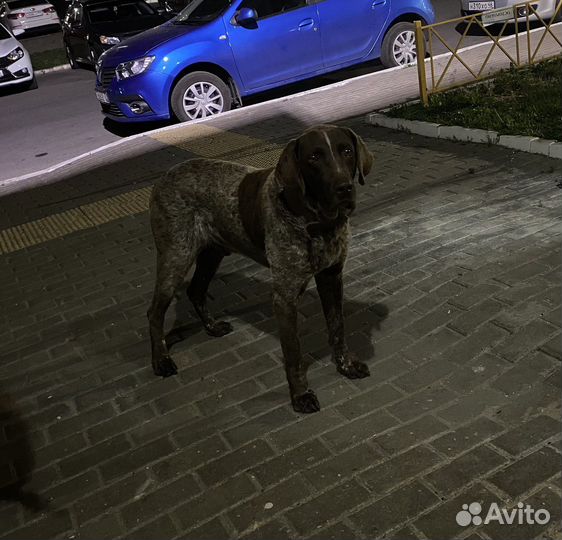 Собака в добрые руки отдам бесплатно