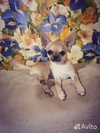 Вязка кобель чихуахуа