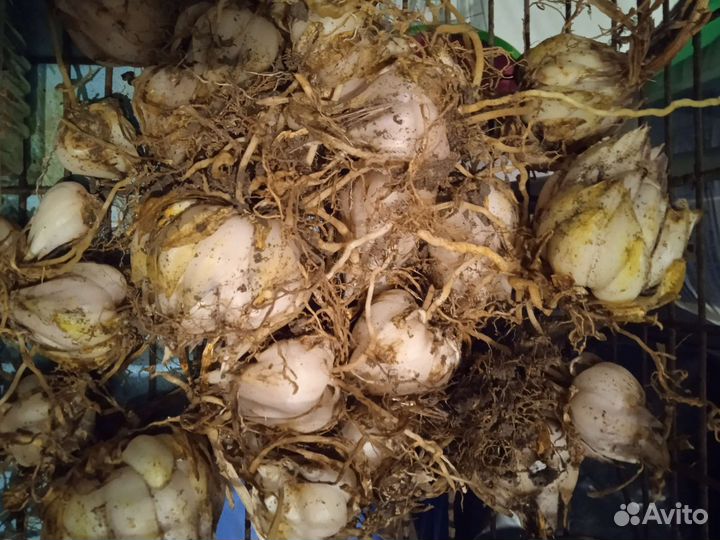 Луковицы белоснежной лекарственной лилии