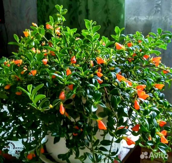 Гипоцирта-золотая рыбка.обмен