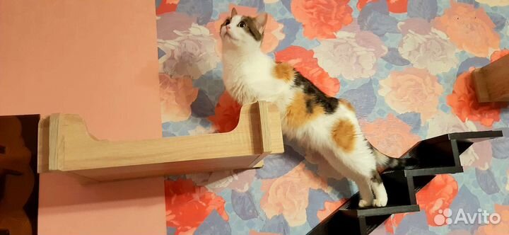 Нежный цветочек асия