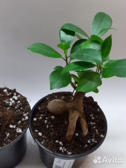 Фикус микрокарпа гинсенг