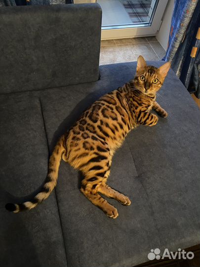Бенгальский кот вязка