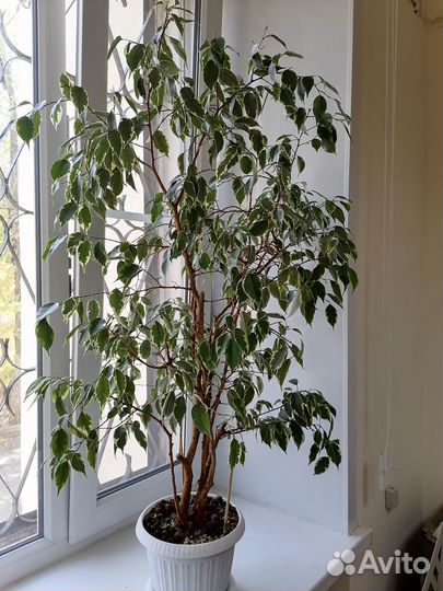 Фикус бенджамина пестролистный
