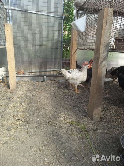 Петушки на племя