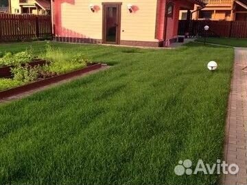 Мятлик газон в рулонах дачный