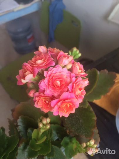 Домашние растения