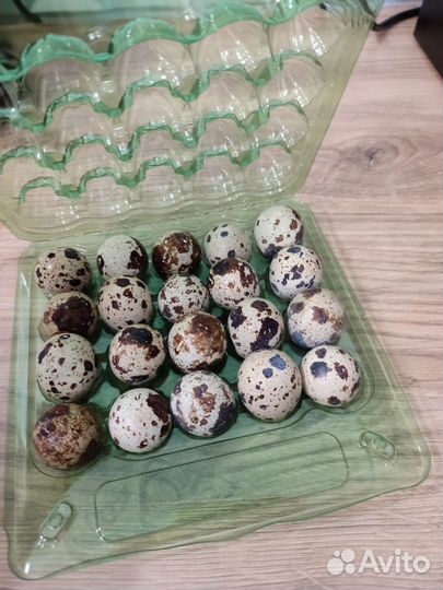 Перепела продажа