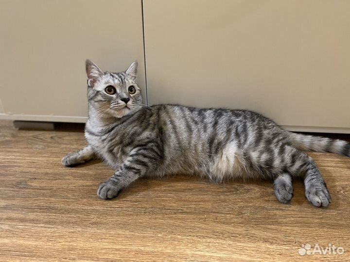 Ласковые коты ищут дом