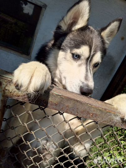 Сибирский хаски