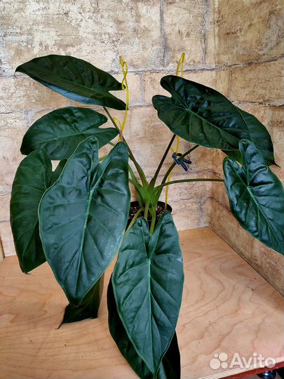 Алоказии взрослые с фото