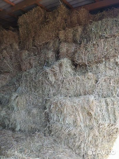 Сено эспарцетное