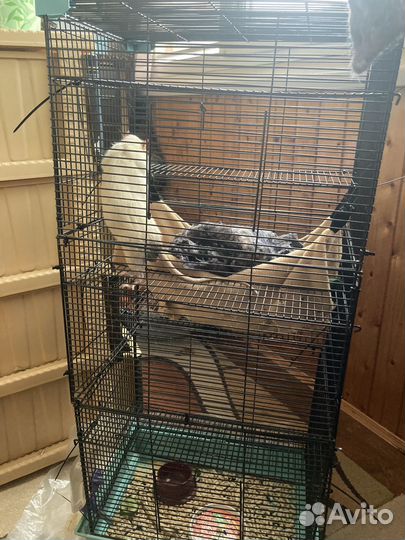 Клетка для грызунов с крысой