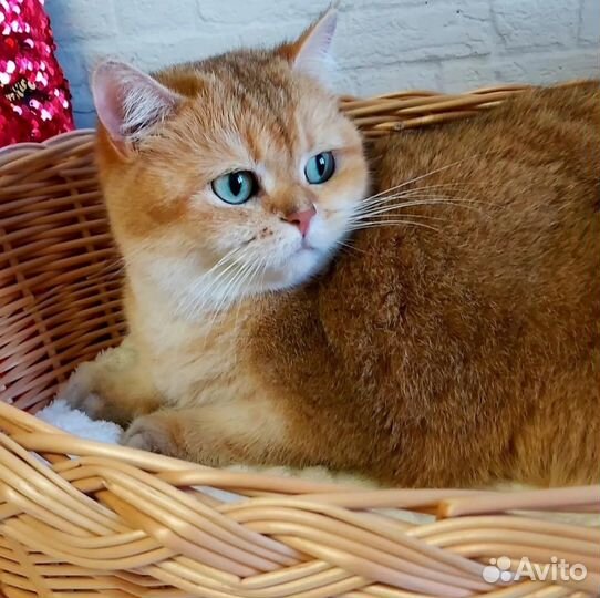 Золотые шиншиллы кошки