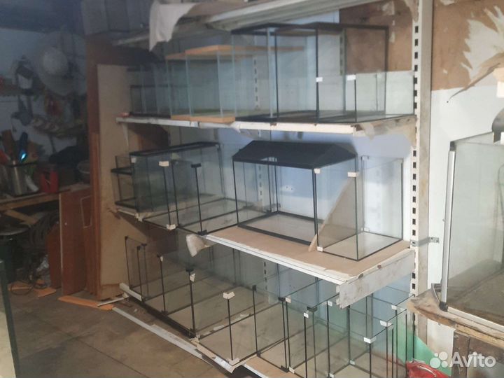 Джунгарский хомяк