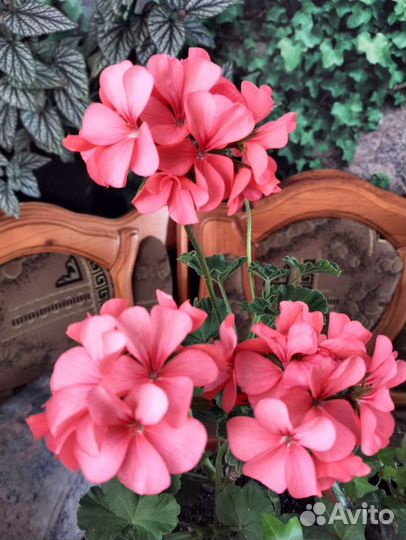 Пеларгония герань в горшке