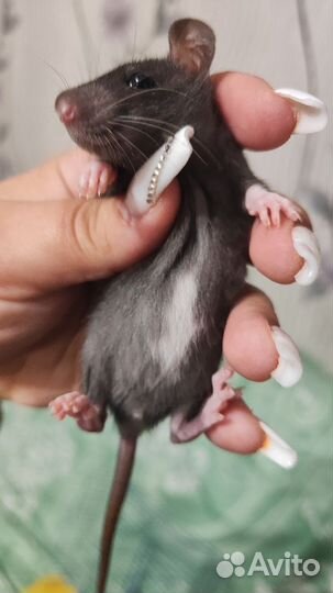 Декоративная крыса дамбо