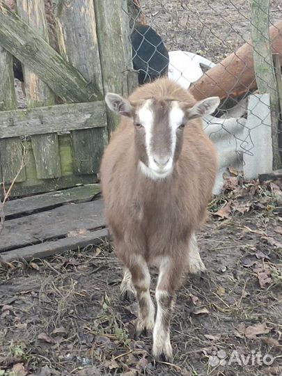 Чешский козёл и козочка, овцы