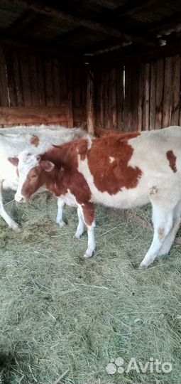 Продам тёлку