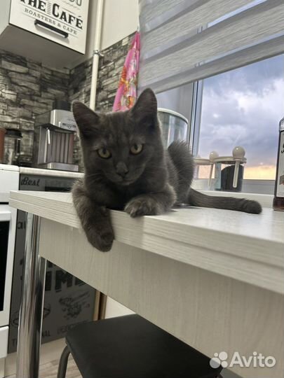 Отдам бесплатно котенка 3 месяца